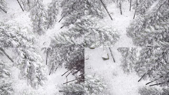 航拍雪林 冬季 雪原 树挂雪 