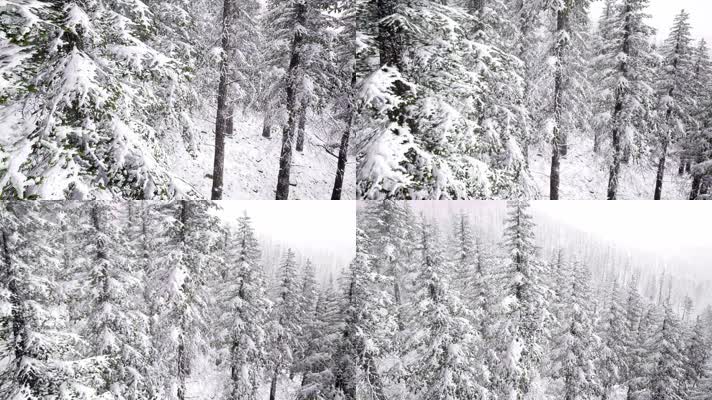 航拍雪林 冬季 雪原 树挂雪  