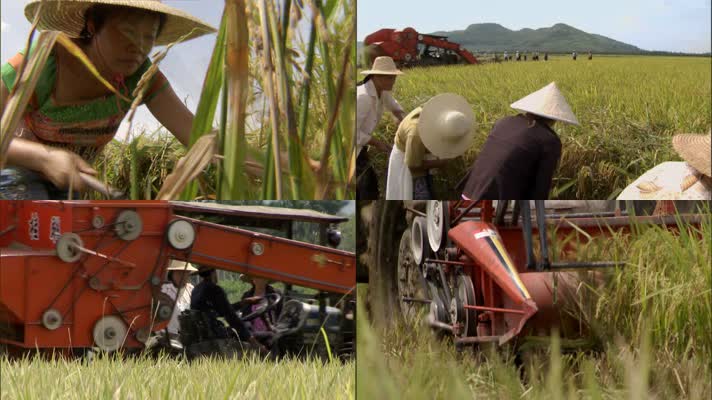 农民 收割机 收割  水稻