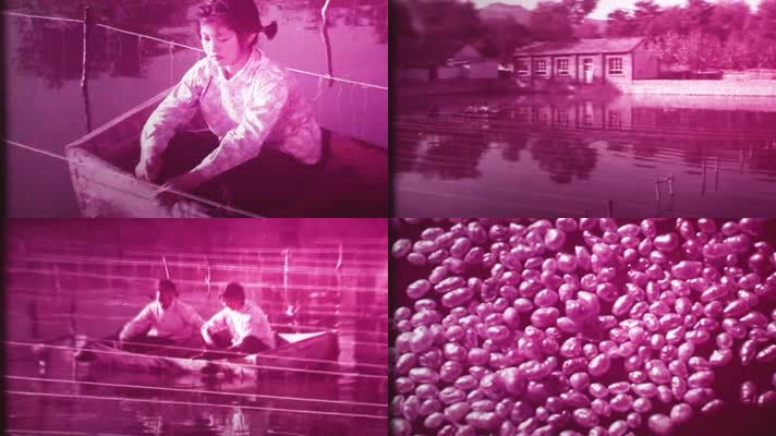 70年代新中国一组养殖珍珠采集珍珠画面