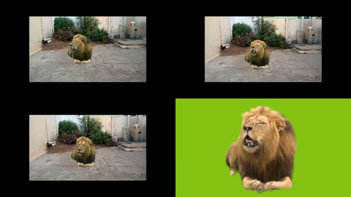 绿屏狮子动画