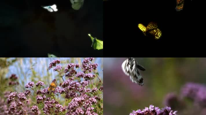 蝴蝶翩翩 化茧成蝶