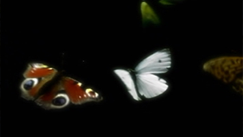 蝴蝶翩翩 化茧成蝶