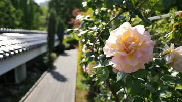 春暖花开玫瑰花海vj  