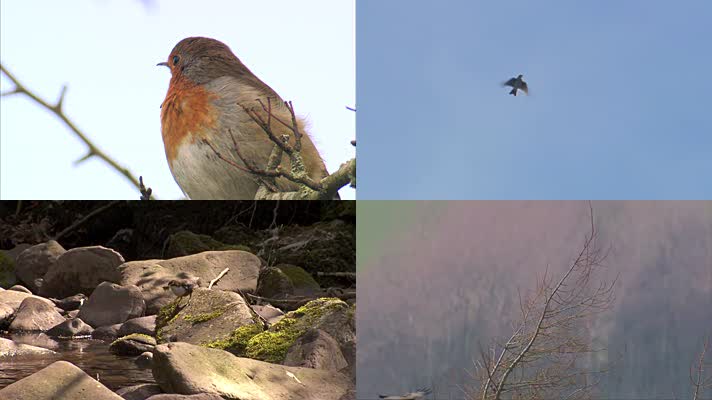 鸟鸣鹰飞 各种鸟类