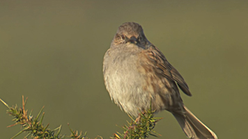 鸟鸣鹰飞 各种鸟类