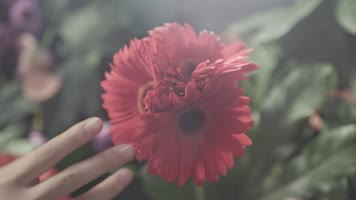 休闲美女花中自拍