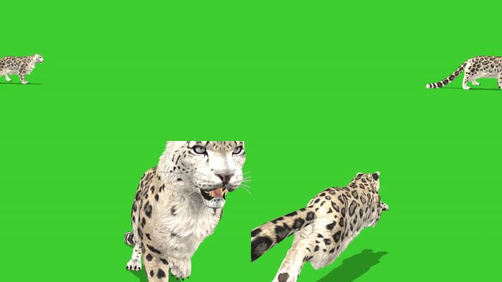 绿色花豹抠像特效