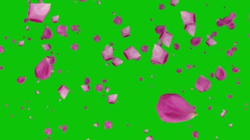 蓝绿黑抠像花瓣飘落动态视频素材