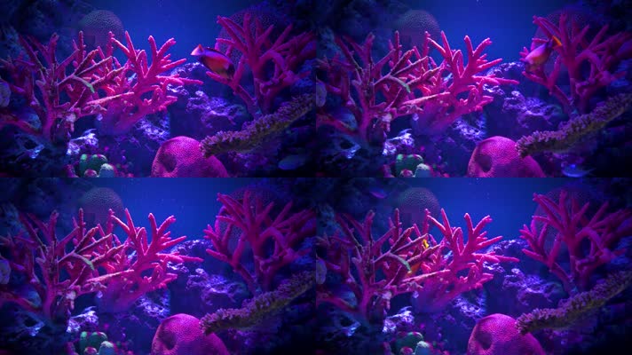 唯美珊瑚鱼缸水族馆鱼游动