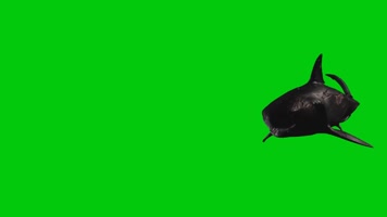 绿屏鲨鱼抠像特效素材