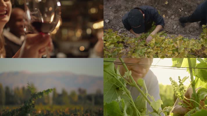 欧洲葡萄庄园红酒葡萄酒酿造宣传片