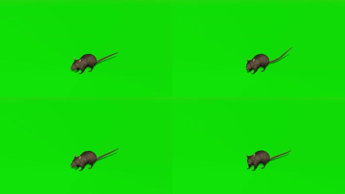 绿屏三维老鼠特效抠像素材