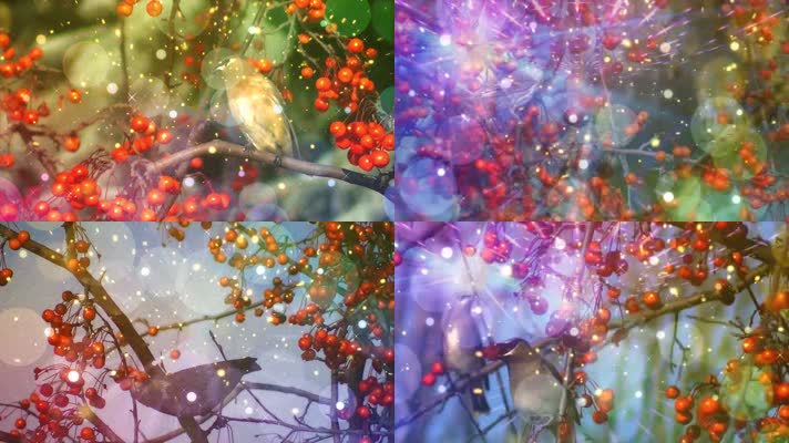 红山果-安与骑兵配乐成品视频背景