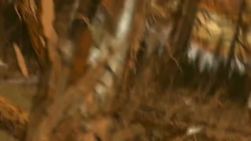 破坏森林自然生态