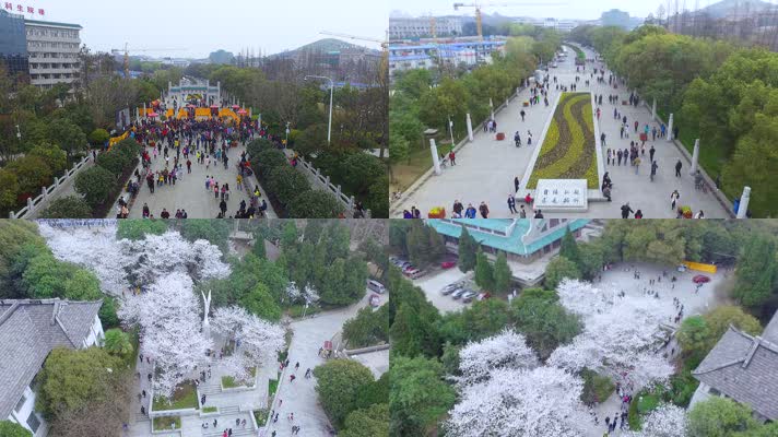 春天的武汉大学（航拍）