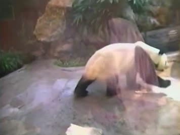 80年代国宝大熊猫