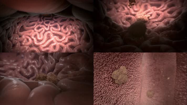 人体肠胃内部结构