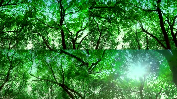 夏季 绿色 森林 阳光 实景拍摄 视频背景