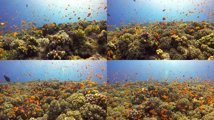 海底世界鱼游动珊瑚礁