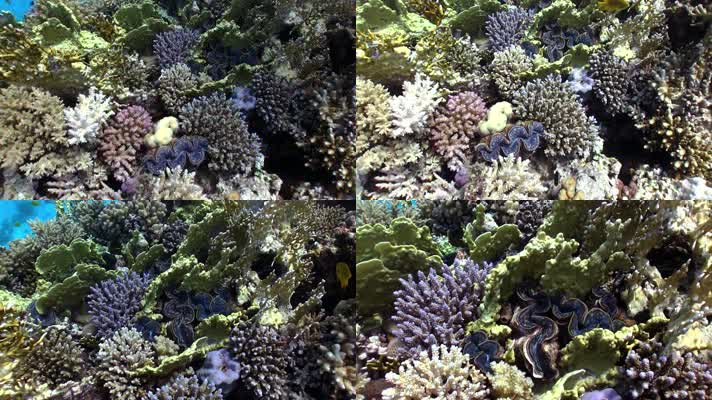 海底珊瑚礁植物