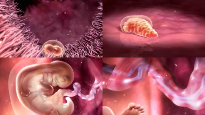 精子受精卵子着床胎儿胚胎形成