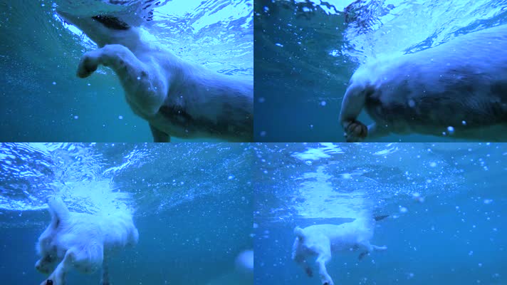 【带音效】狗水底游泳