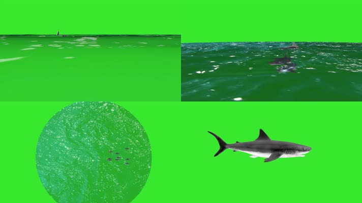 鲨鱼白鲨-游泳海水浪花