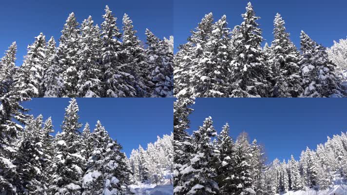 航拍雪林 冬季 雪原 树挂雪 