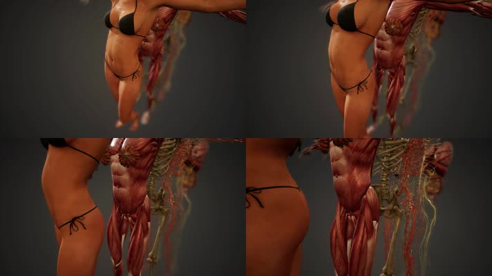美女S型人体肌肉骨骼解剖研究对比