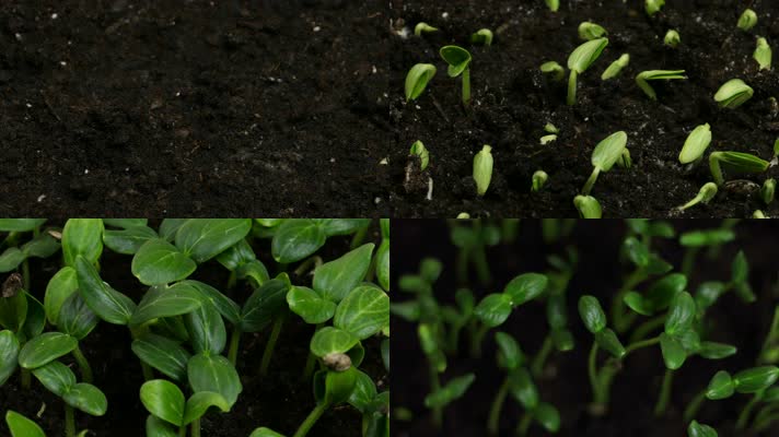 植物种子发芽生长