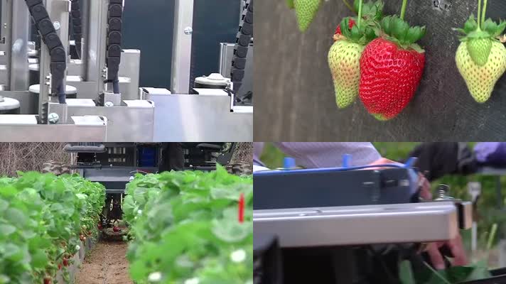 草莓收割机大棚高科技采摘草莓
