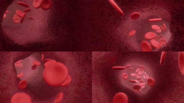 血液红细胞在血管壁里流动
