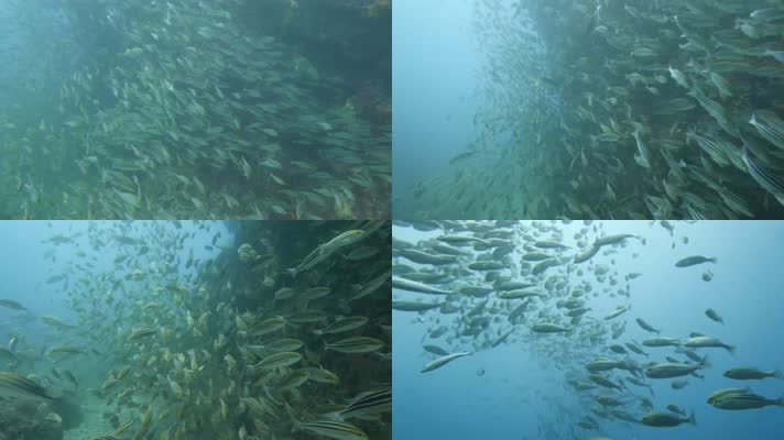 4K唯美海底鱼群游动美丽大自然