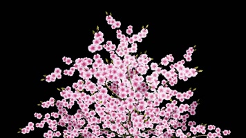 日本 樱花 东亚 时尚 变幻 