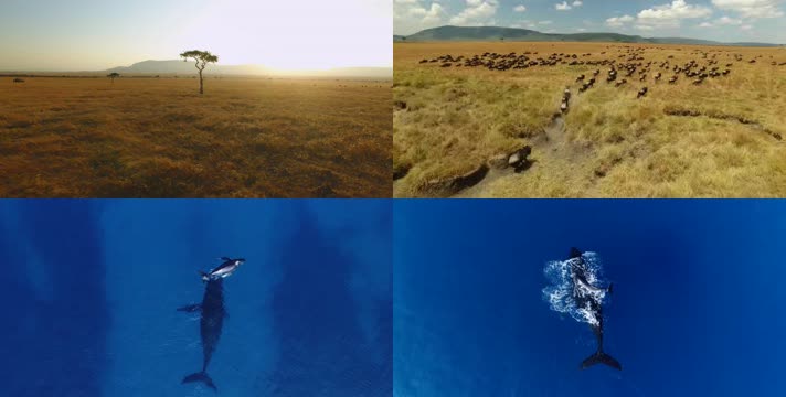 4k航拍非洲野生动物