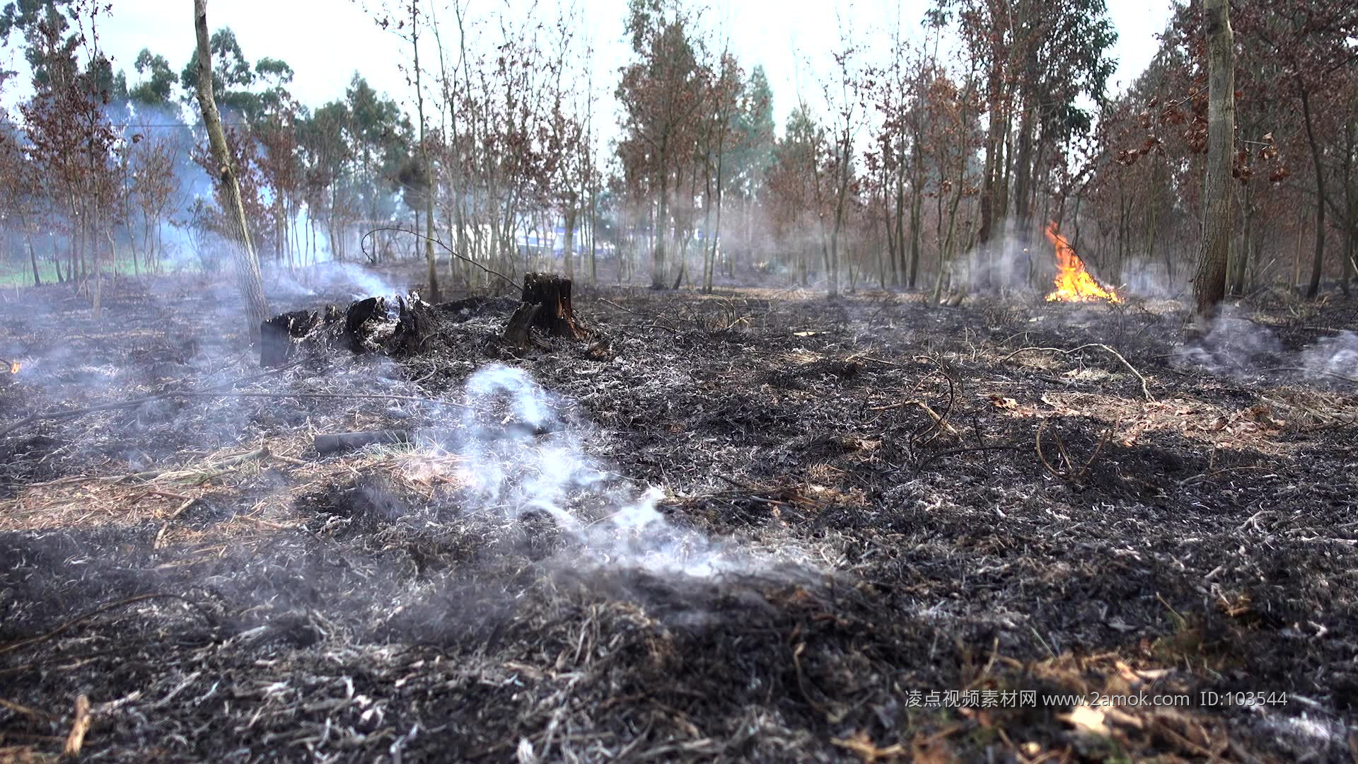 田野起火 烧荒 荒野野火 视频素材