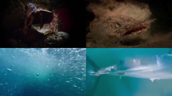海底世界鲨鱼捕食海洋生物珊瑚视频