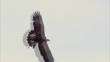 雄鹰展翅飞翔 雄鹰展翅飞翔