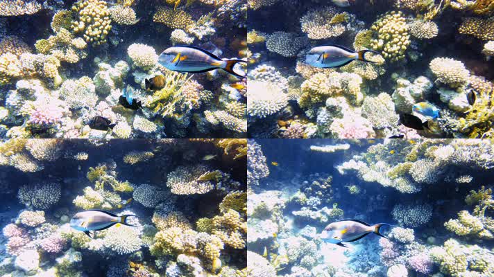 海底世界 海洋生物 梦幻鱼群 
