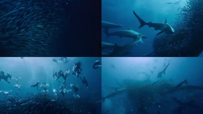 鲨鱼海底鱼群捕食