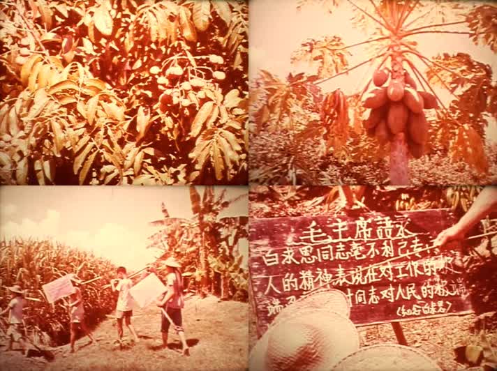 60年代农场庄园荔枝龙眼香蕉收悉甘蔗