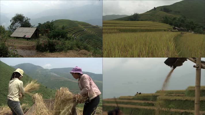 人工收水稻 水稻收割