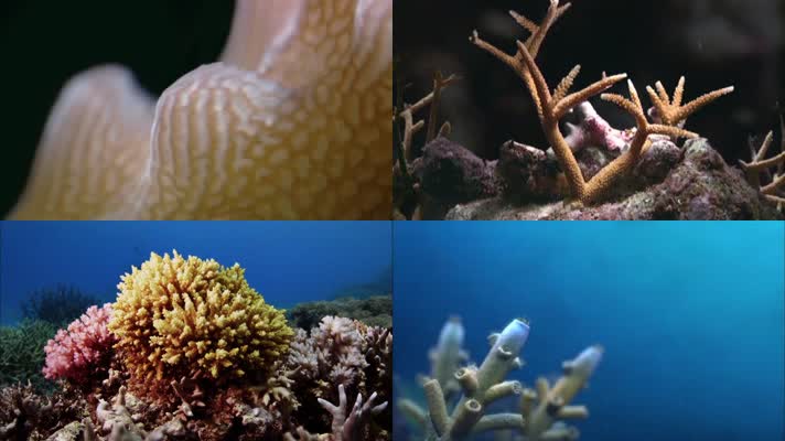 珊瑚生长