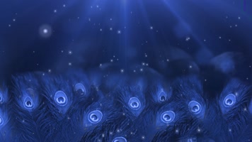 蓝色紫色梦幻孔雀羽毛