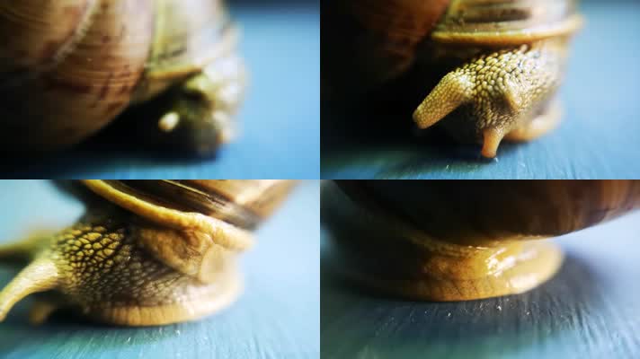 4k蜗牛爬行触须触角慢动作特写