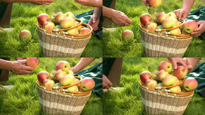 苹果园采摘苹果