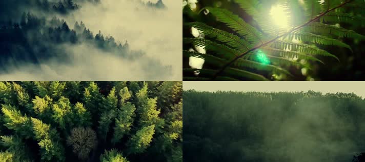 唯美大自然 森林