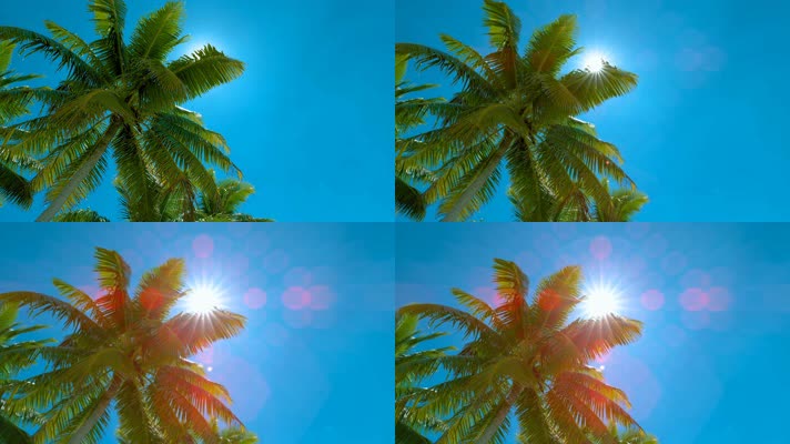 热带海洋 热带风情 椰子树 椰林  