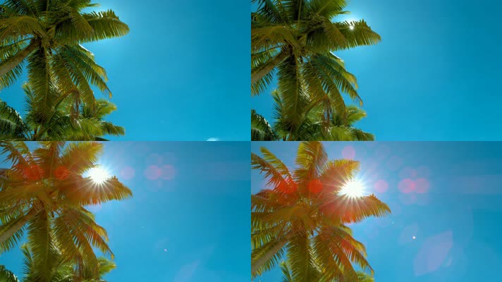 热带海洋 热带风情 椰子树  
